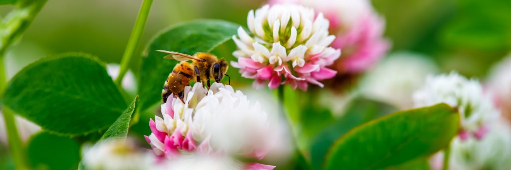 Blumeninsel mit Biene